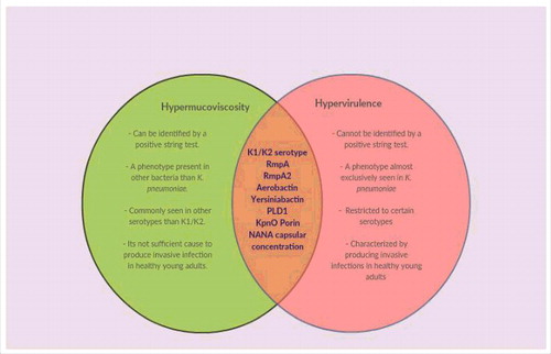 Figure 2. Venn diagram showing differences and similarities between hypermucoviscous and hypervirulent phenotypes. New evidence suggests that hypermucoviscosity and hypervirulence are 2 different phenomena. The green region shows the main characteristics of the hypermucoviscous phenotype that differ from those of the hypervirulent phenotype. The intersection highlights the elements that have been strongly associated with both phenotypes.