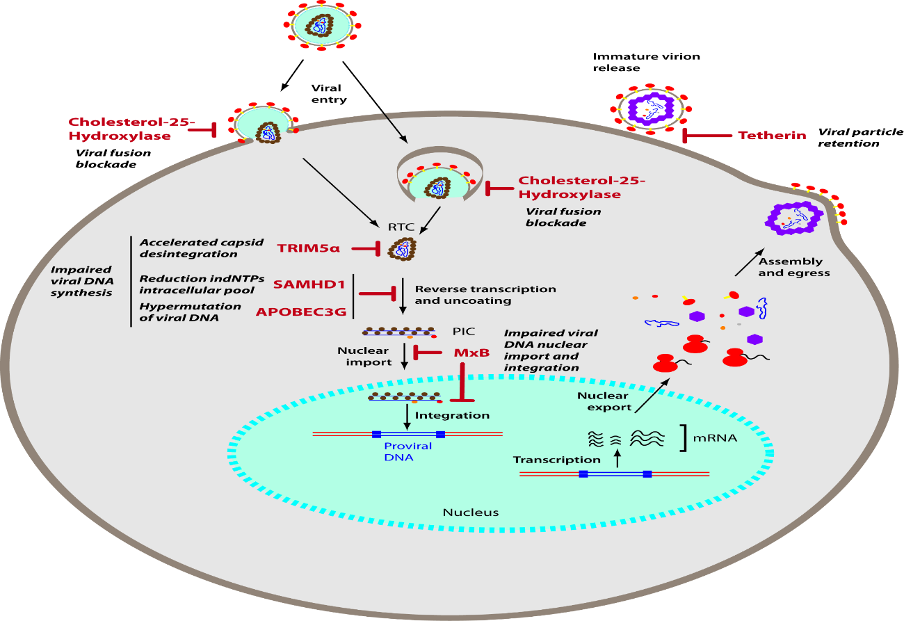 Inhibition of HIV Replication by Host Cellular Factors | IntechOpen