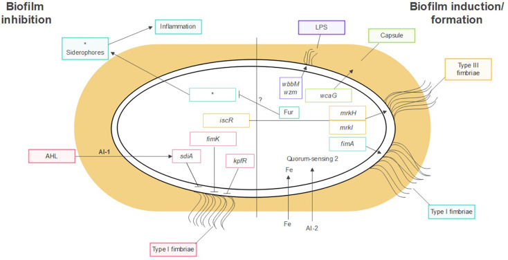 An external file that holds a picture, illustration, etc.
Object name is fcimb-12-877995-g001.jpg